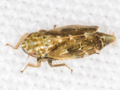 Adarrus ocellaris